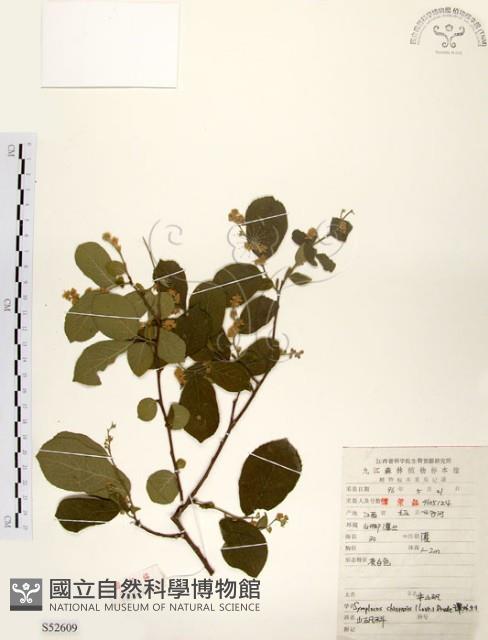 灰木藏品圖，第1張