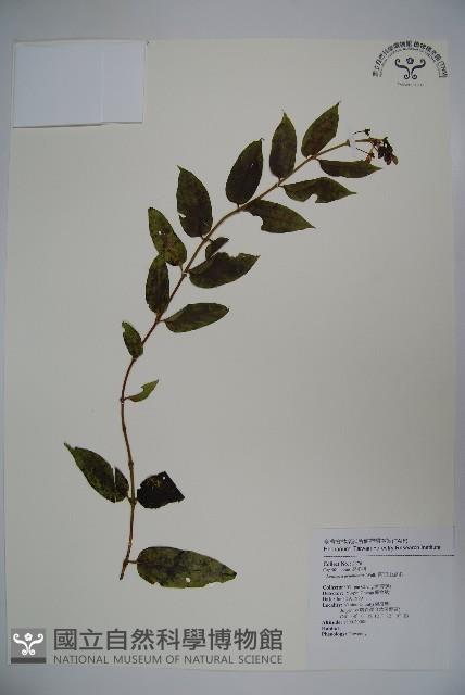 Acuminat-leaf Honeysuckle Collection Image, Figure 1, Total 2 Figures