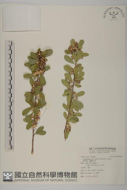 刺裸實、變葉裸實藏品圖，第1張