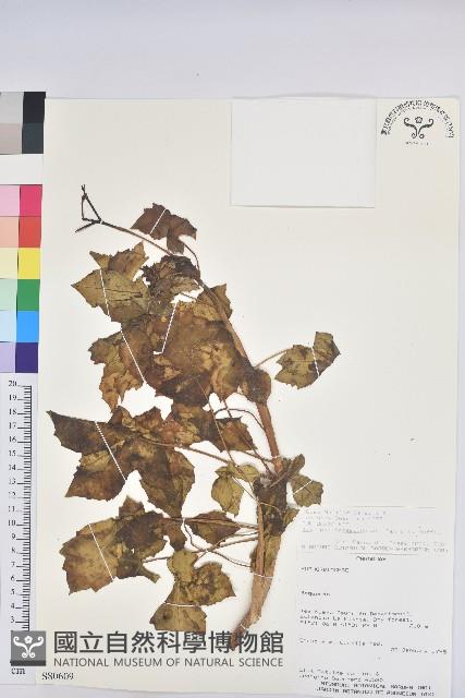 登錄號:S080609藏品圖，第1張