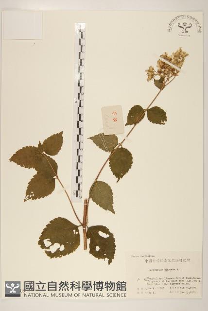 華澤蘭藏品圖，第1張