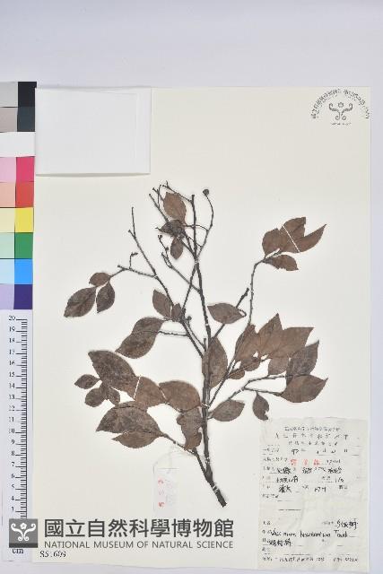 米飯花藏品圖，第1張