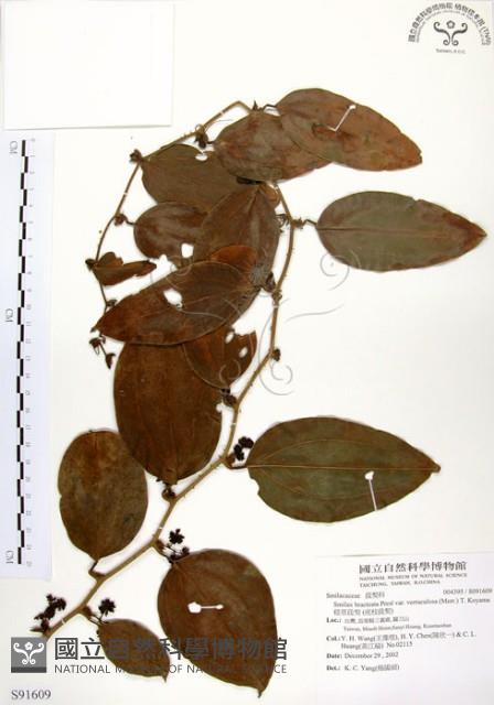 糙莖菝契、疣枝菝契藏品圖，第1張