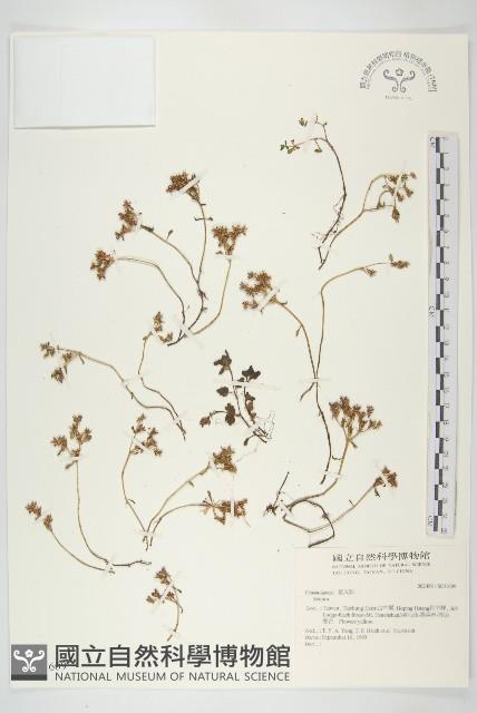 登錄號:S031609藏品圖，第1張