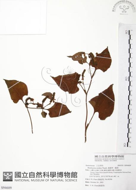 臭腥草、蕺菜藏品圖，第1張