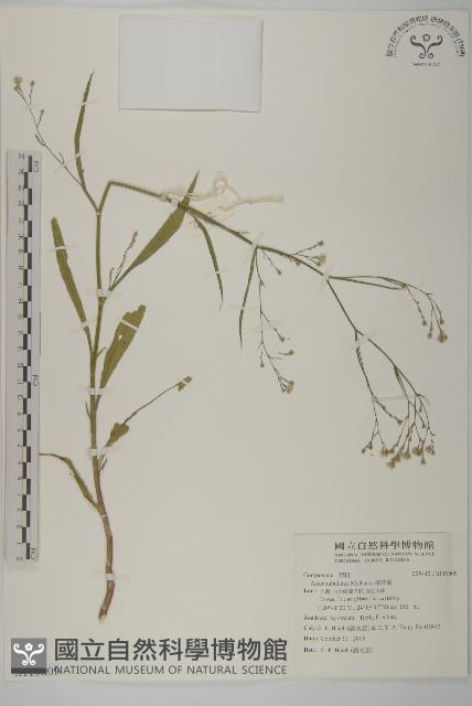 掃帚菊藏品圖，第1張