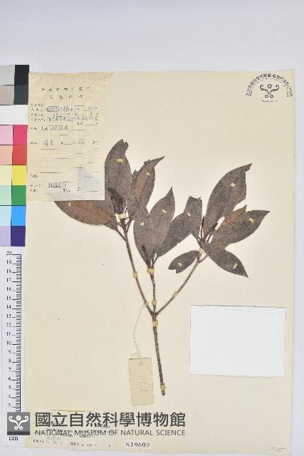 六角杜鵑藏品圖，第1張