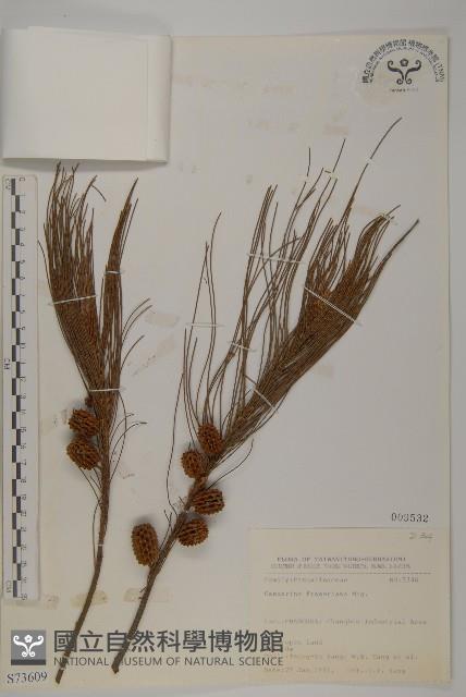 佛氏木麻黃藏品圖，第1張