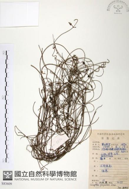 無根草藏品圖，第1張