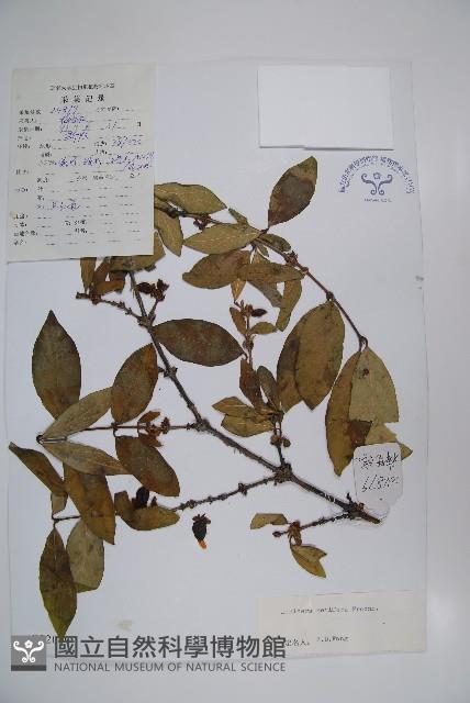 齒葉忍冬藏品圖，第1張