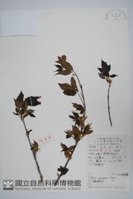 三葉毛柄槭藏品圖，第1張