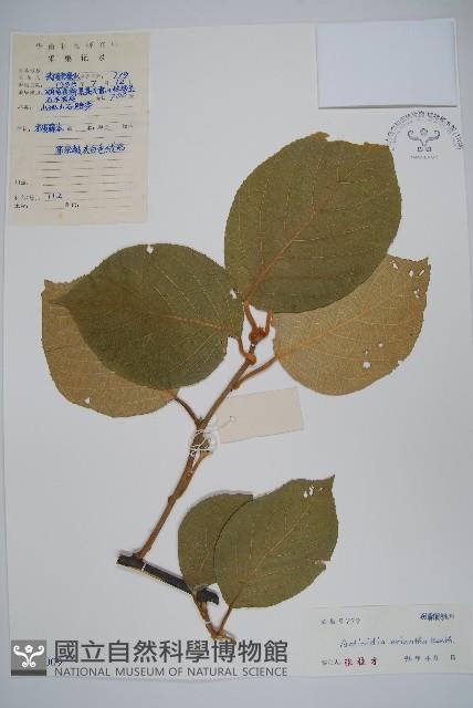 毛花楊桃藏品圖，第1張