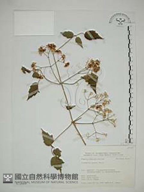 串鼻龍藏品圖，第1張