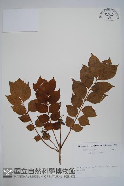 毛漆樹藏品圖，第1張