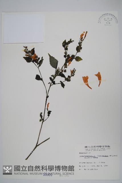 曲莖馬藍藏品圖，第1張