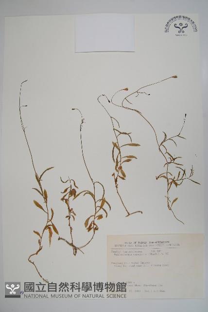 細葉蘭花參藏品圖，第1張