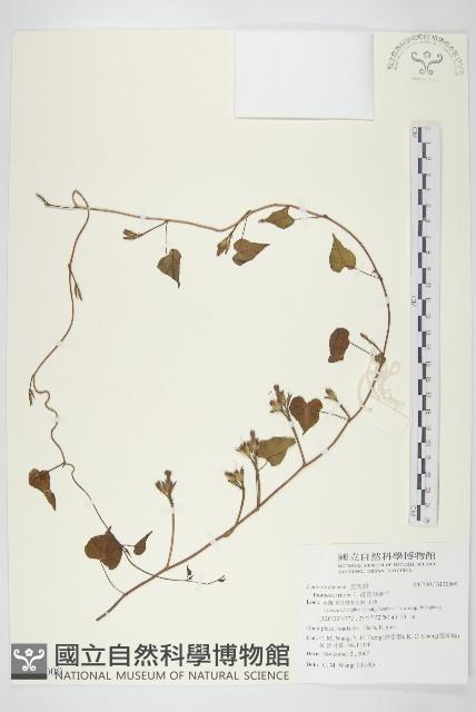 紅花野牽牛藏品圖，第1張