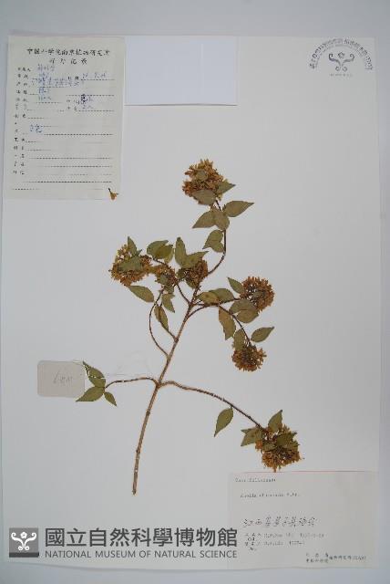 臺灣糯米條藏品圖，第1張