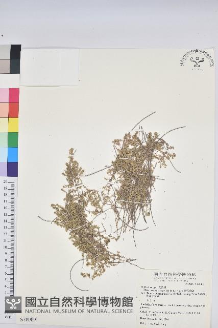 匐根大戟藏品圖，第1張