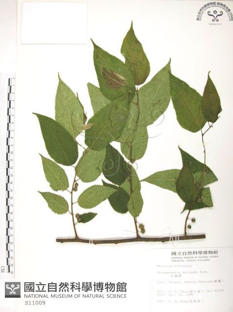 小構樹藏品圖，第1張