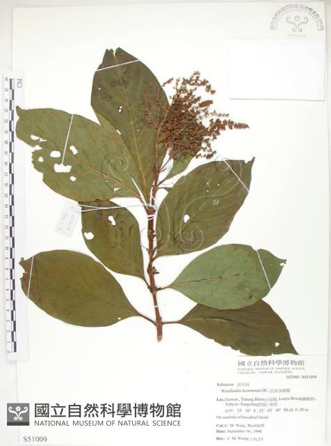 呂宋水錦樹藏品圖，第1張