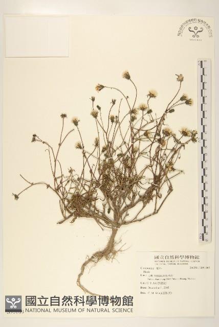 登錄號:S091009藏品圖，第1張