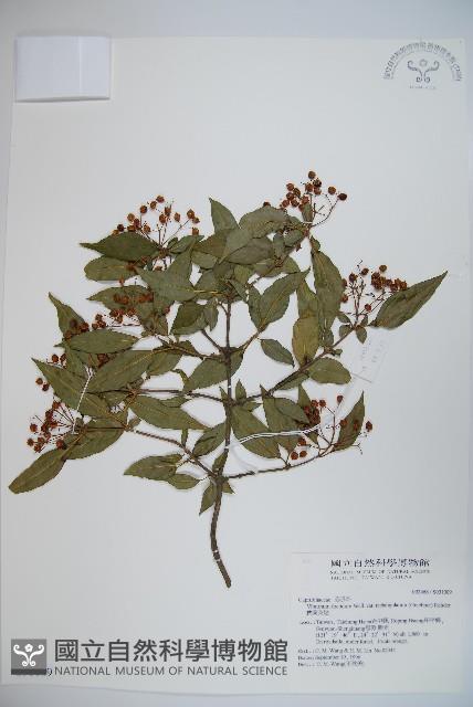 狹葉莢迷藏品圖，第1張