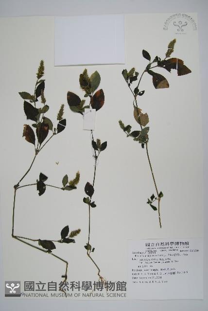 爵床、六角英藏品圖，第1張