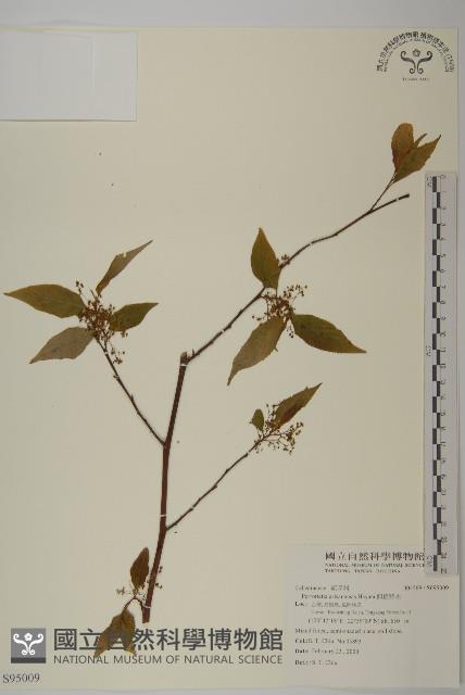佩羅特木藏品圖，第1張