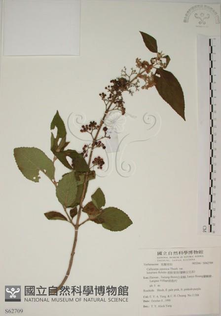 朝鮮紫珠、蘭嶼女兒茶藏品圖，第1張