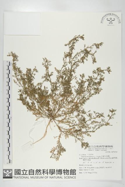 臭濱芥、臭薺藏品圖，第1張