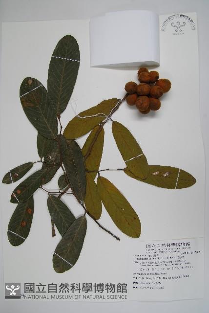 瓜馥木藏品圖，第1張