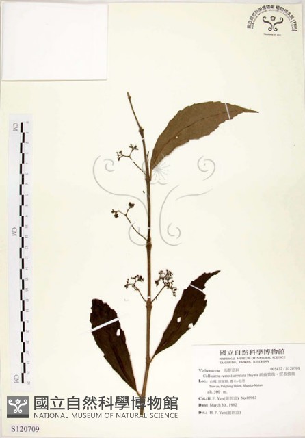 疏齒紫珠、恆春紫珠藏品圖，第1張