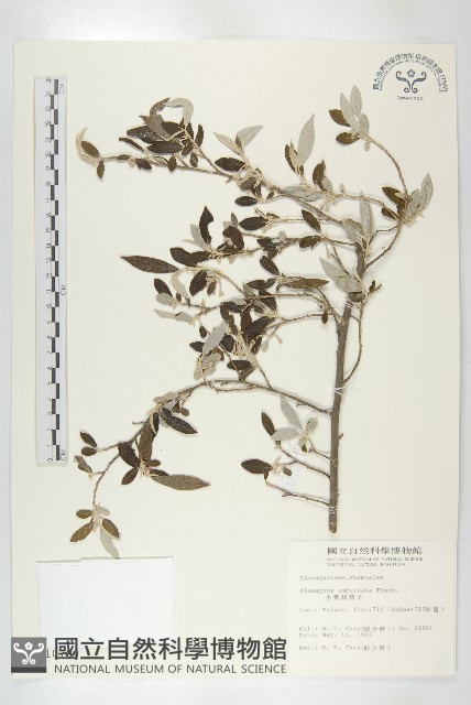 小葉胡頹子藏品圖，第1張