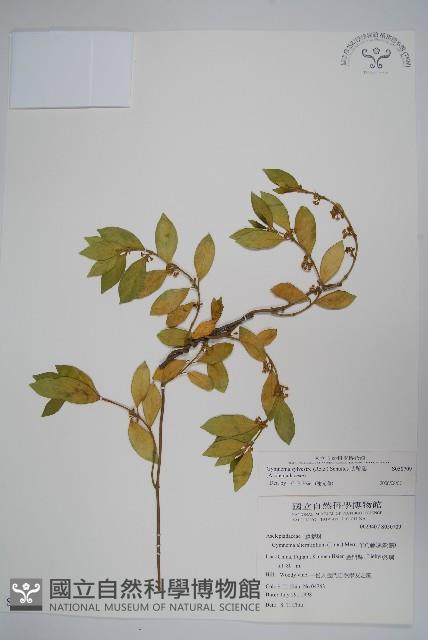 武靴藤藏品圖，第1張