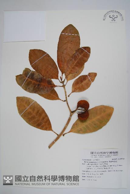 蘭嶼馬蹄花藏品圖，第1張