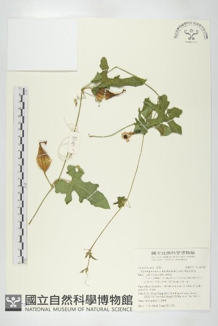 瓣瓜藏品圖，第1張