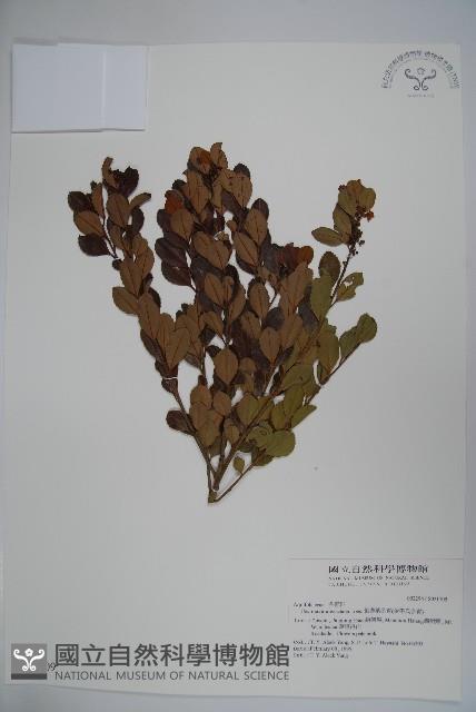 倒卵葉冬青、金平氏冬青藏品圖，第1張