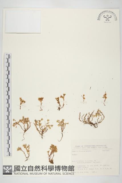 登錄號:S031709藏品圖，第1張