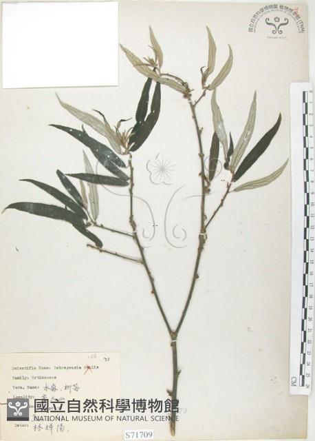 水麻藏品圖，第1張