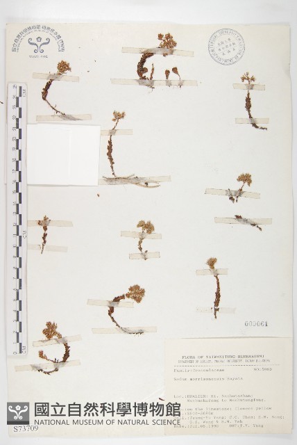 玉山佛甲草藏品圖，第1張