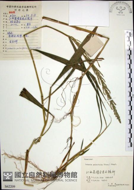 棕葉狗尾草藏品圖，第1張