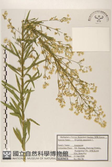 加拿大蓬藏品圖，第1張