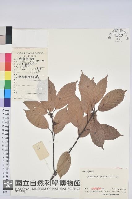 青剛櫟、鐵椆藏品圖，第1張