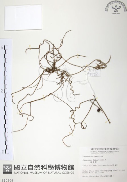 無根草藏品圖，第1張