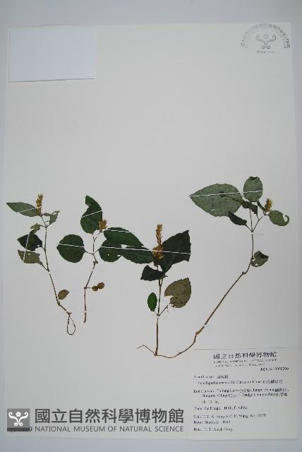 卵葉鱗球花藏品圖，第1張