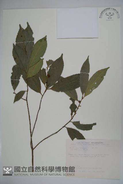 糊樗藏品圖，第1張