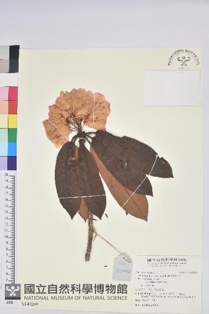 寬鐘杜鵑藏品圖，第1張