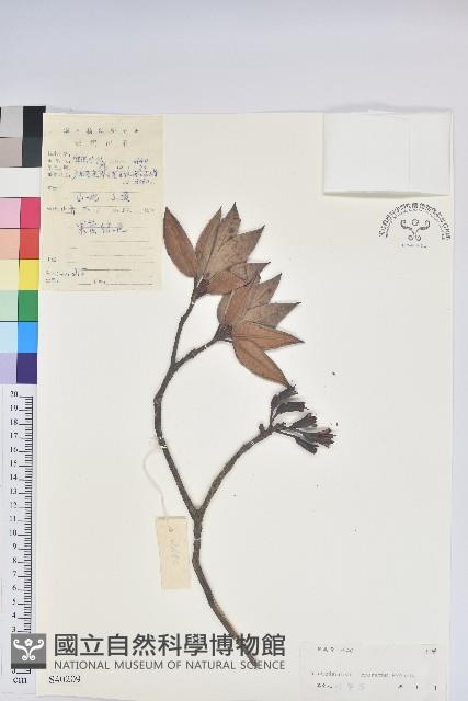 露珠杜鵑藏品圖，第1張