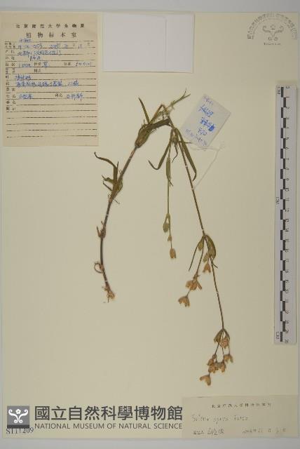 女婁菜藏品圖，第1張